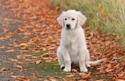 Podzim klepe na dveře: Jak poznat nachlazení u psa a co s ním dělat 🍂🐶