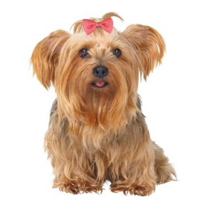 Trixie Mašlička s kovovou sponou [1ks] 4x5,5cm 6x4,5cm