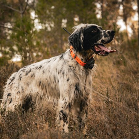 Dogtrace Obojek pro dalšího psa, oranžová DOG GPS X25B