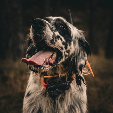 Dogtrace Obojek pro dalšího psa DOG GPS X25TB Short