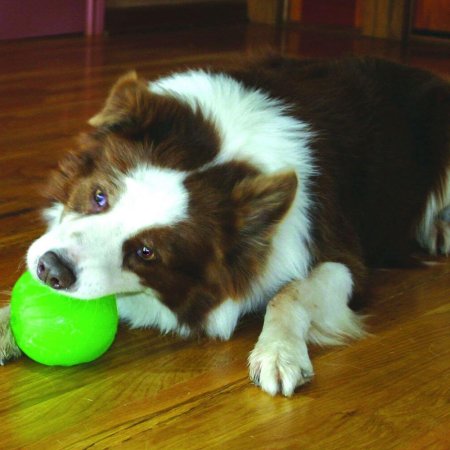 Dogtrace Silikonový míček s otvorem na krmivo, zelená L, průměr 10 cm
