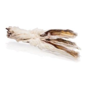 Králičí ucho se srstí