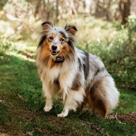 Dogtrace D-control Edge Ring 250R Elektronický výcvikový obojek