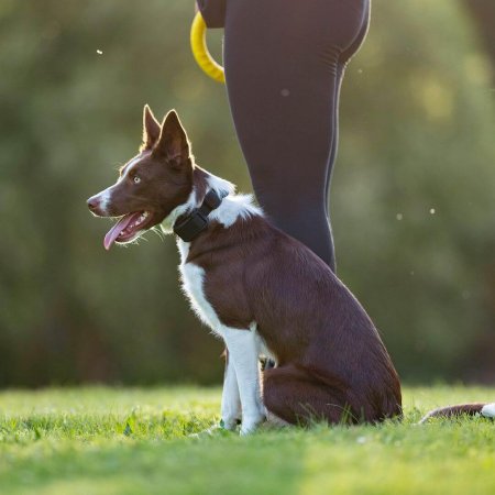 Dogtrace D-control Edge Ring 250R Elektronický výcvikový obojek