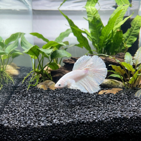 Akvarijní a terarijní štěrk černý 5 kg DECO