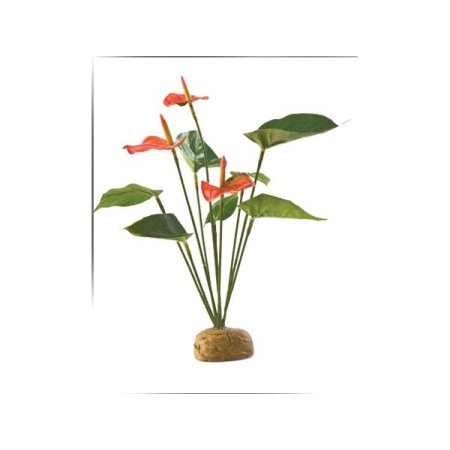Rostlina EXO TERRA Anthurium bush 30 cm (1ks) (POŠKOZENÁ)