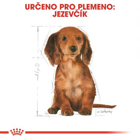 Royal Canin Jezevčík Puppy 1,5 kg