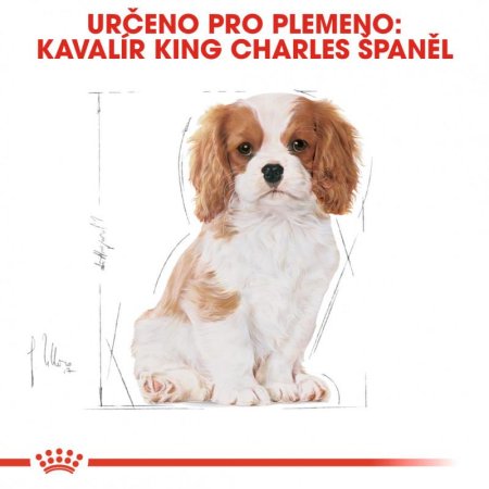 Royal Canin Cavalier King Charles Junior 1,5 kg