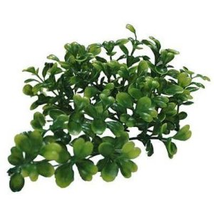 Lucky Reptile Turtle Plants Horn Fern cca 40 cm