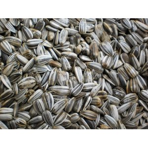 PROFIZOO Slunečnice žíhaná 15 kg