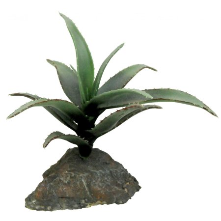 Sukulenty Lucky Reptile Tiger Aloe, cca 8 cm