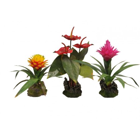 Lucky Reptile Jungle Plants kvetoucí Závěsná orchidej - bílá cca 20x30 cm