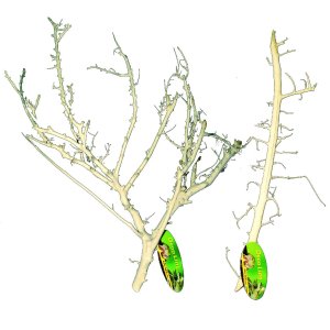 Lucky Reptile Coral Wood 30-50 cm