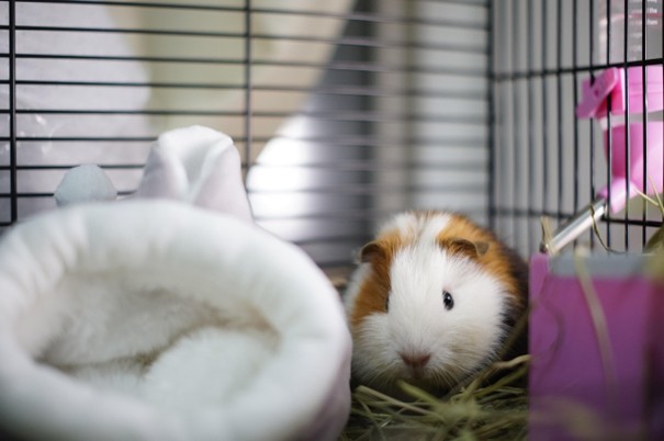 Vybíráme klec pro morče, potkana a králíka