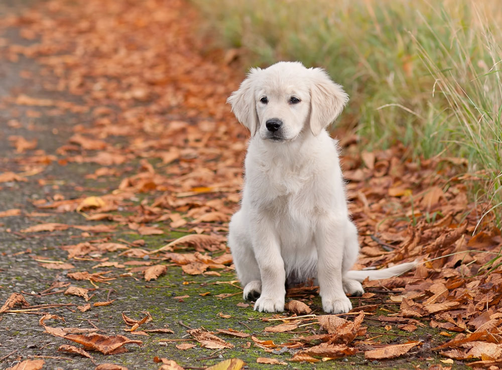 Podzim klepe na dveře: Jak poznat nachlazení u psa a co s ním dělat 🍂🐶