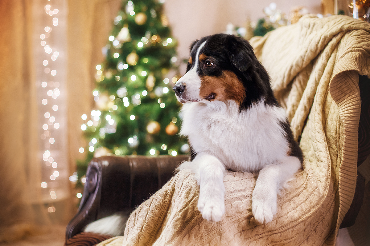 Advent v plném proudu, aneb milé dárky pro Vašeho věrného psího kamaráda