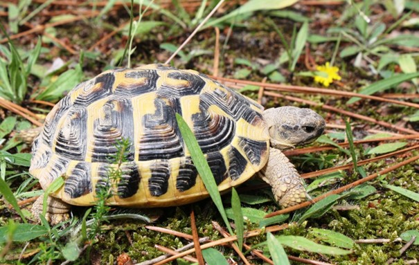 Suchozemská želva u Vás doma, aneb nejlepší péče o ni