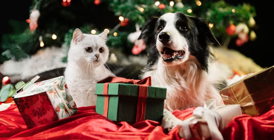 Tipy na vánoční dárky pro vaše mazlíčky 🎄