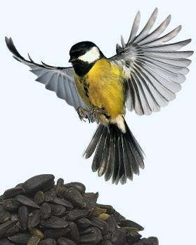 PROFIZOO slunečnice